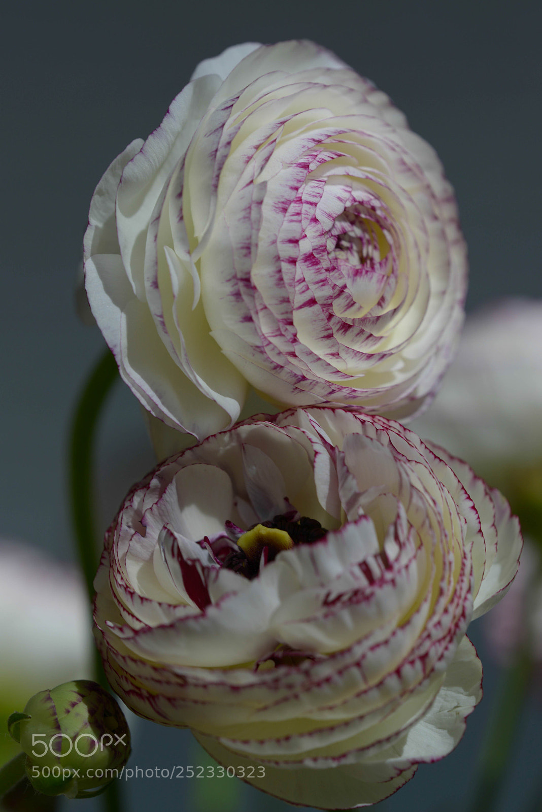 Nikon D800 sample photo. Ranunkel photography