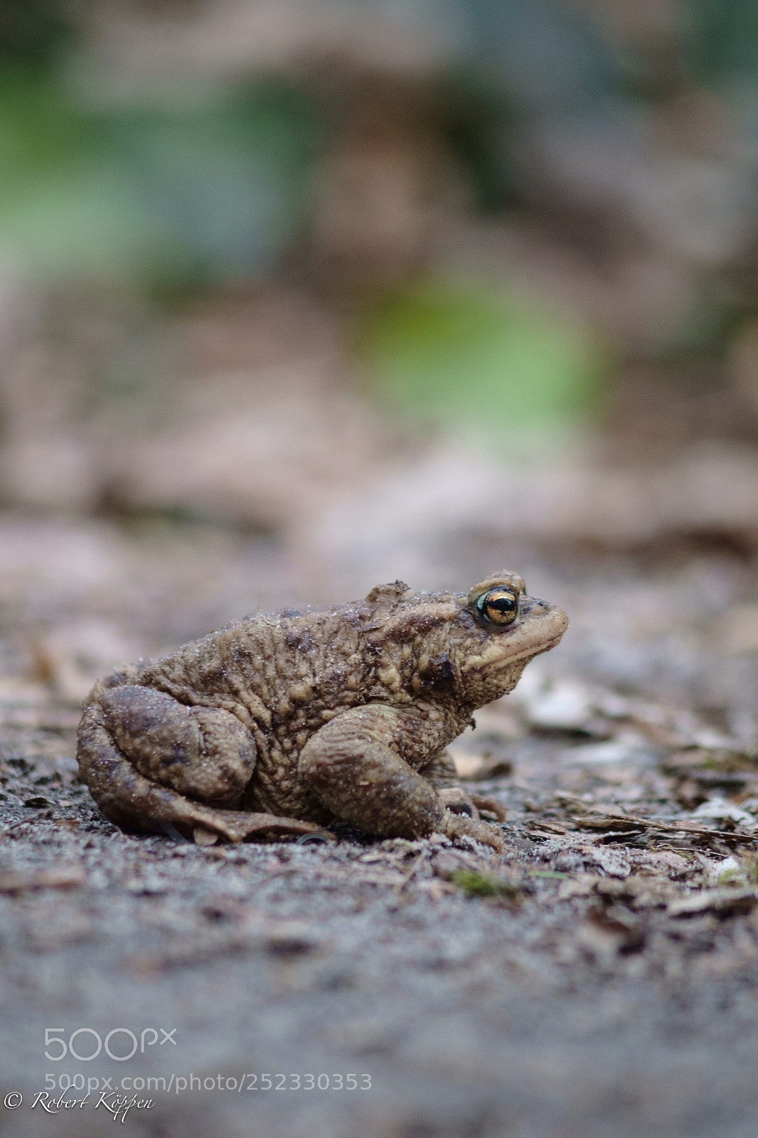 Fujifilm X-Pro1 sample photo. Frog photography