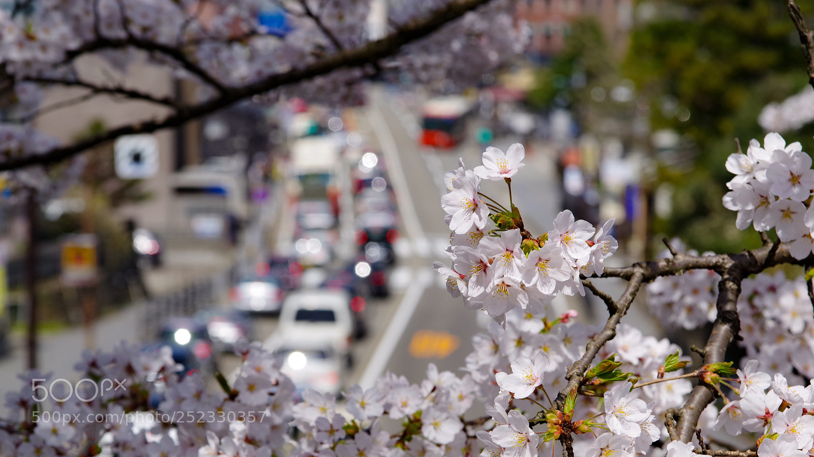 Pentax K-70 sample photo. Sad sakura photography