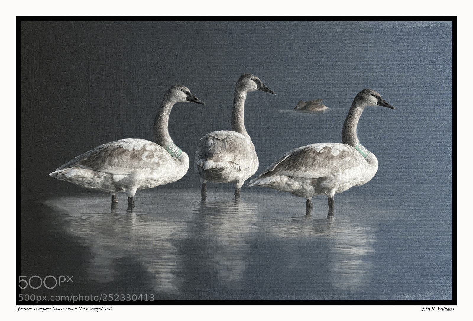 Canon EOS 7D Mark II sample photo. Juvenile trumpeter swans photography