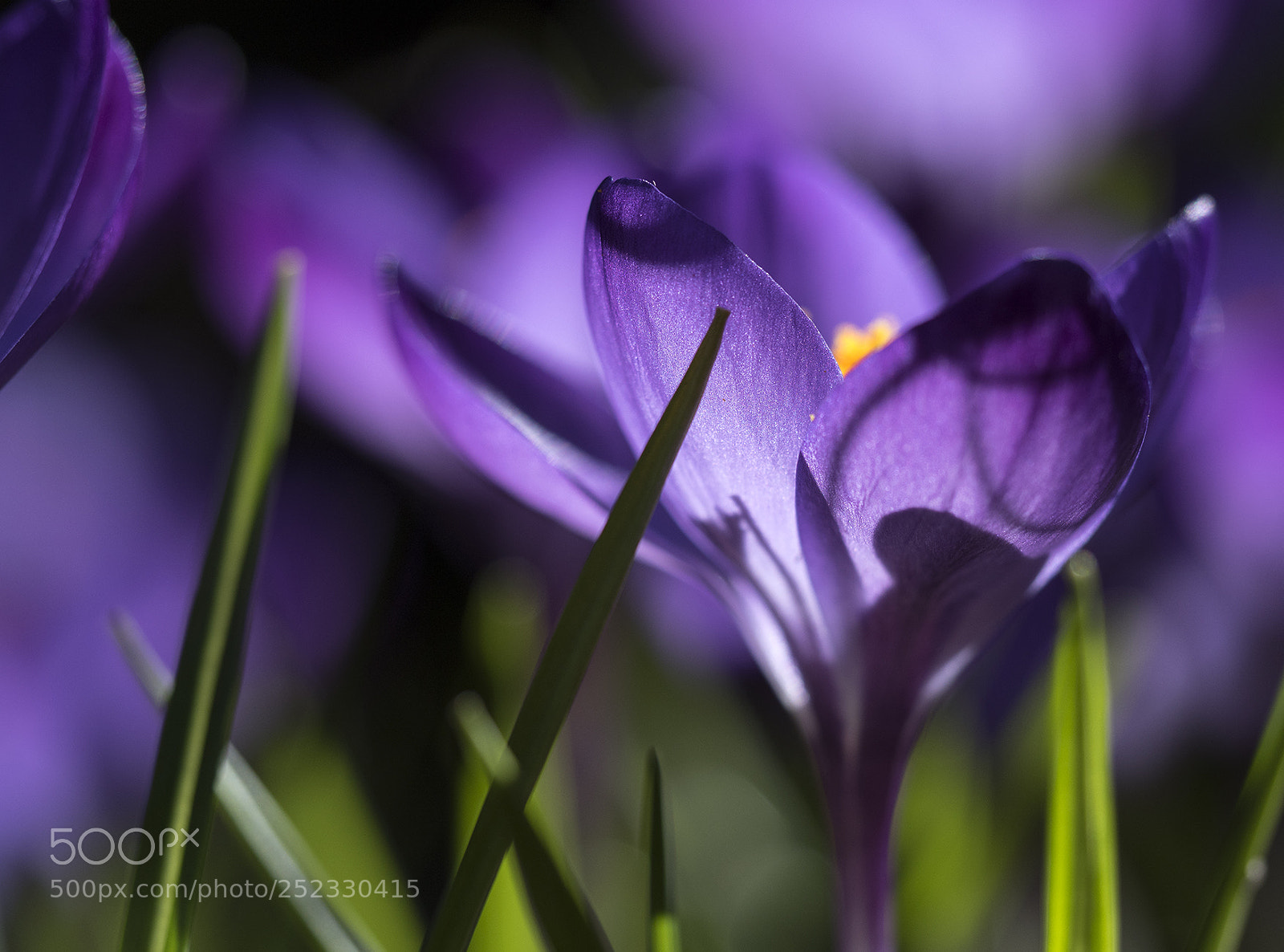 Olympus OM-D E-M5 II sample photo. Purple dreams photography