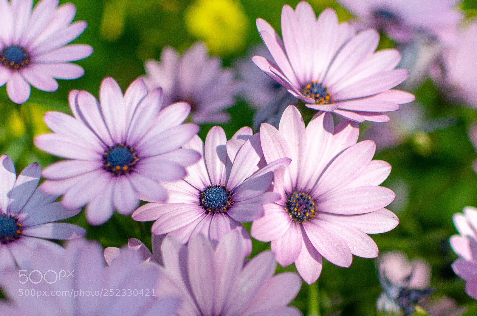 Nikon D5000 sample photo. Bloom photography