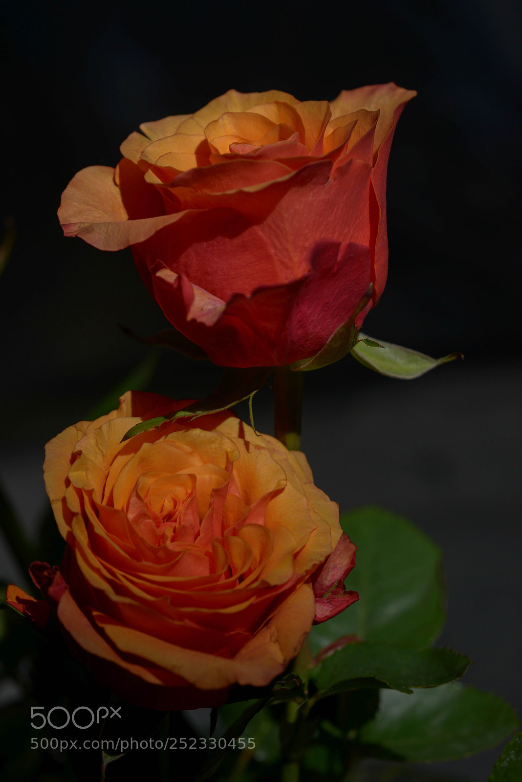 Nikon D800 sample photo. Two roses photography