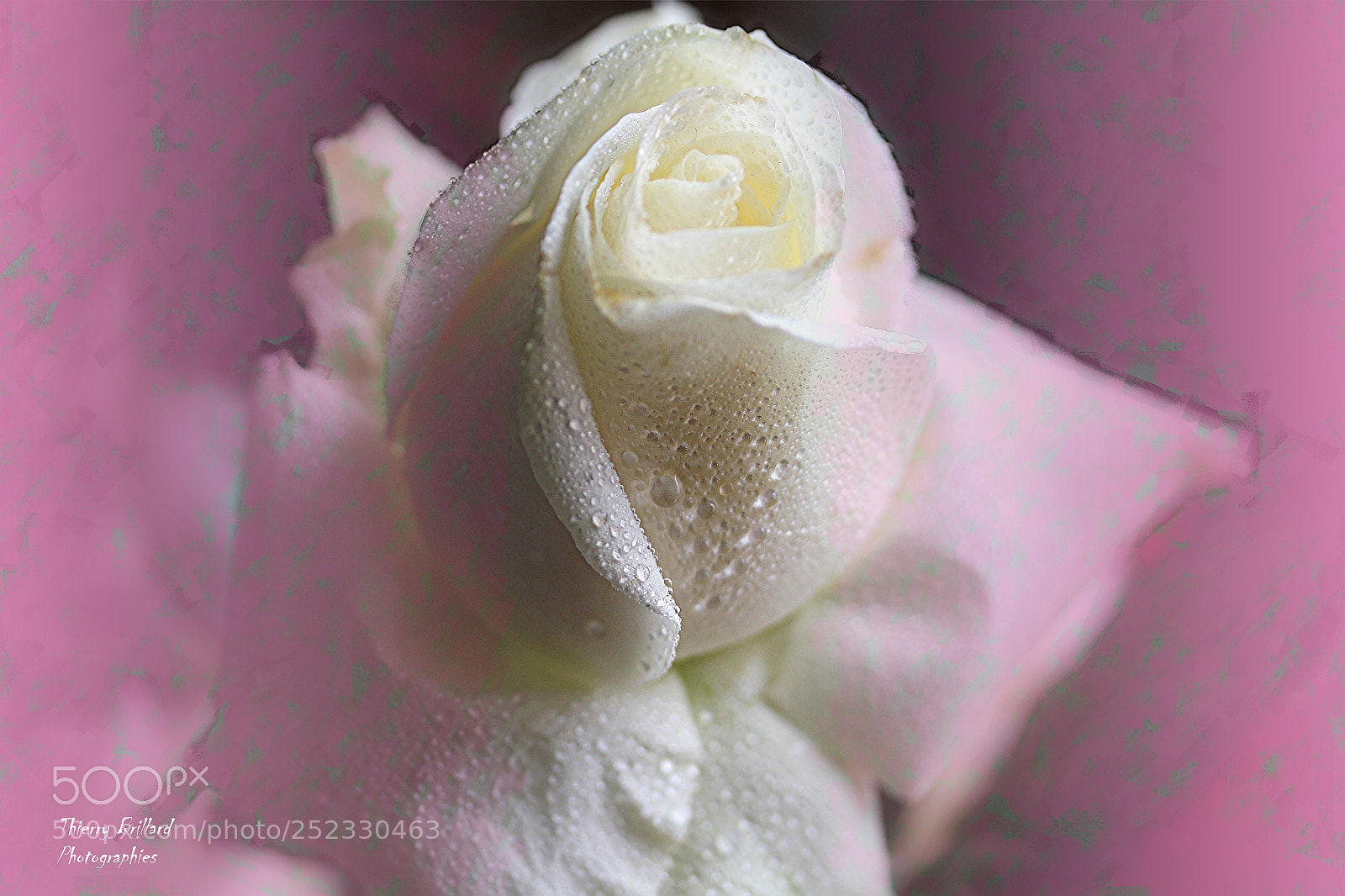 Canon EOS 600D (Rebel EOS T3i / EOS Kiss X5) sample photo. Rose dragée photography