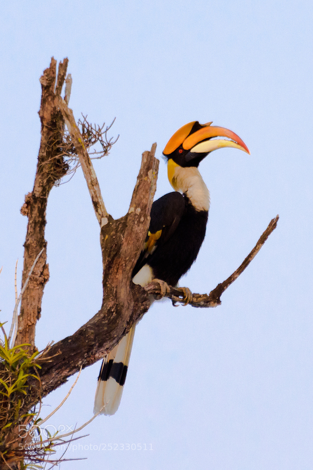 Nikon D7200 sample photo. The great hornbill photography