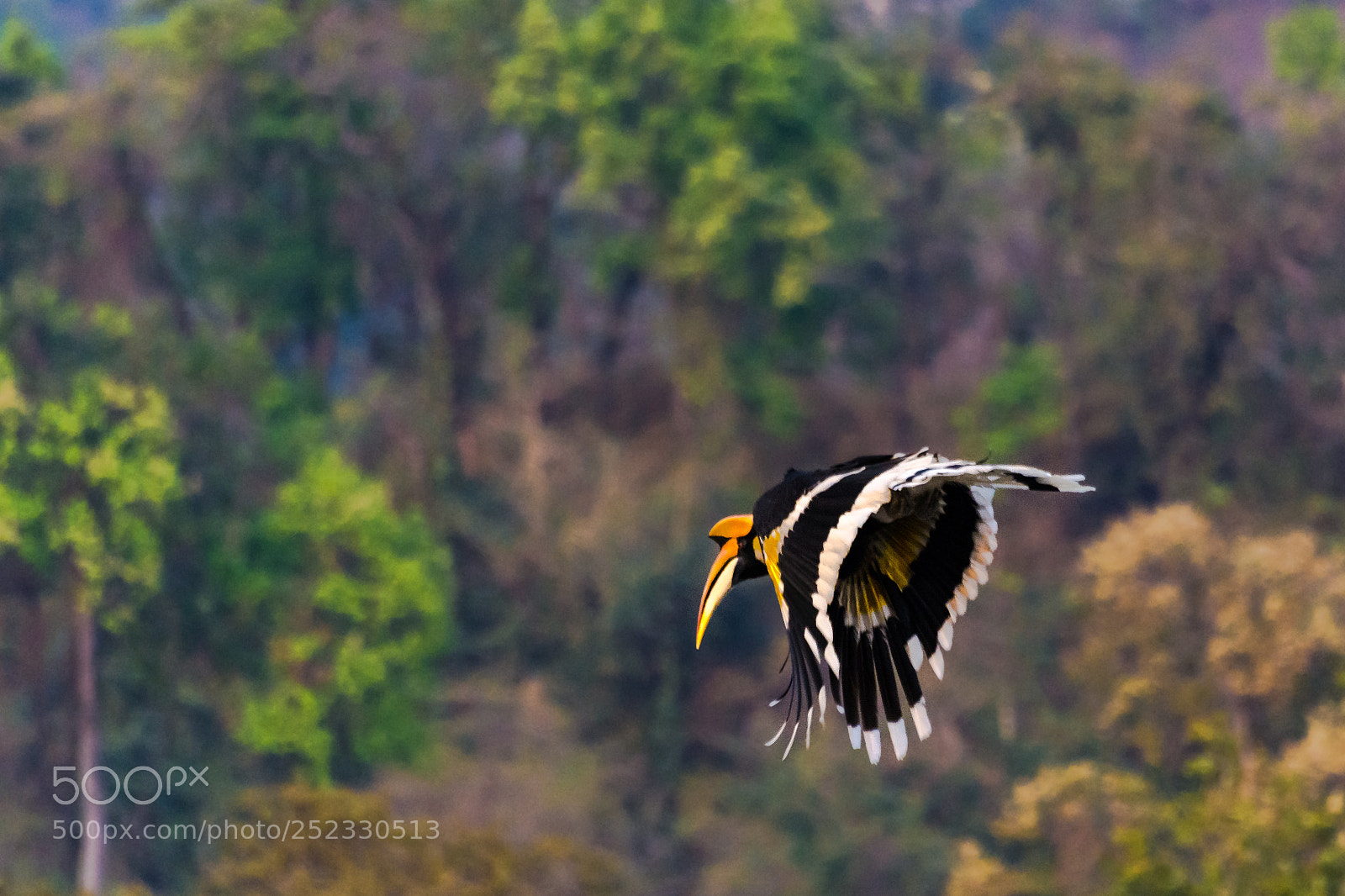 Nikon D7200 sample photo. Fly away photography