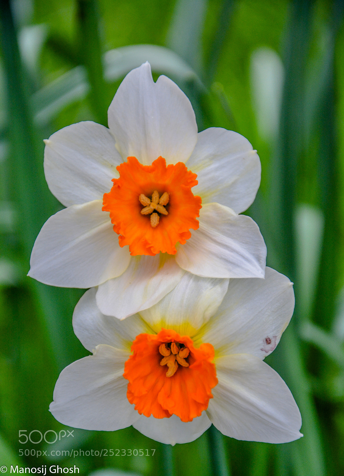 Nikon D5200 sample photo. Daffodil photography