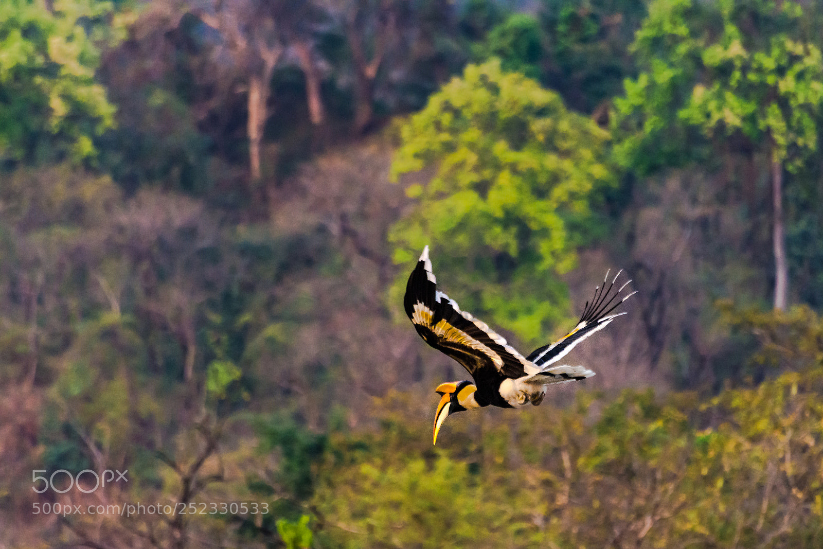 Nikon D7200 sample photo. Bird in flight photography