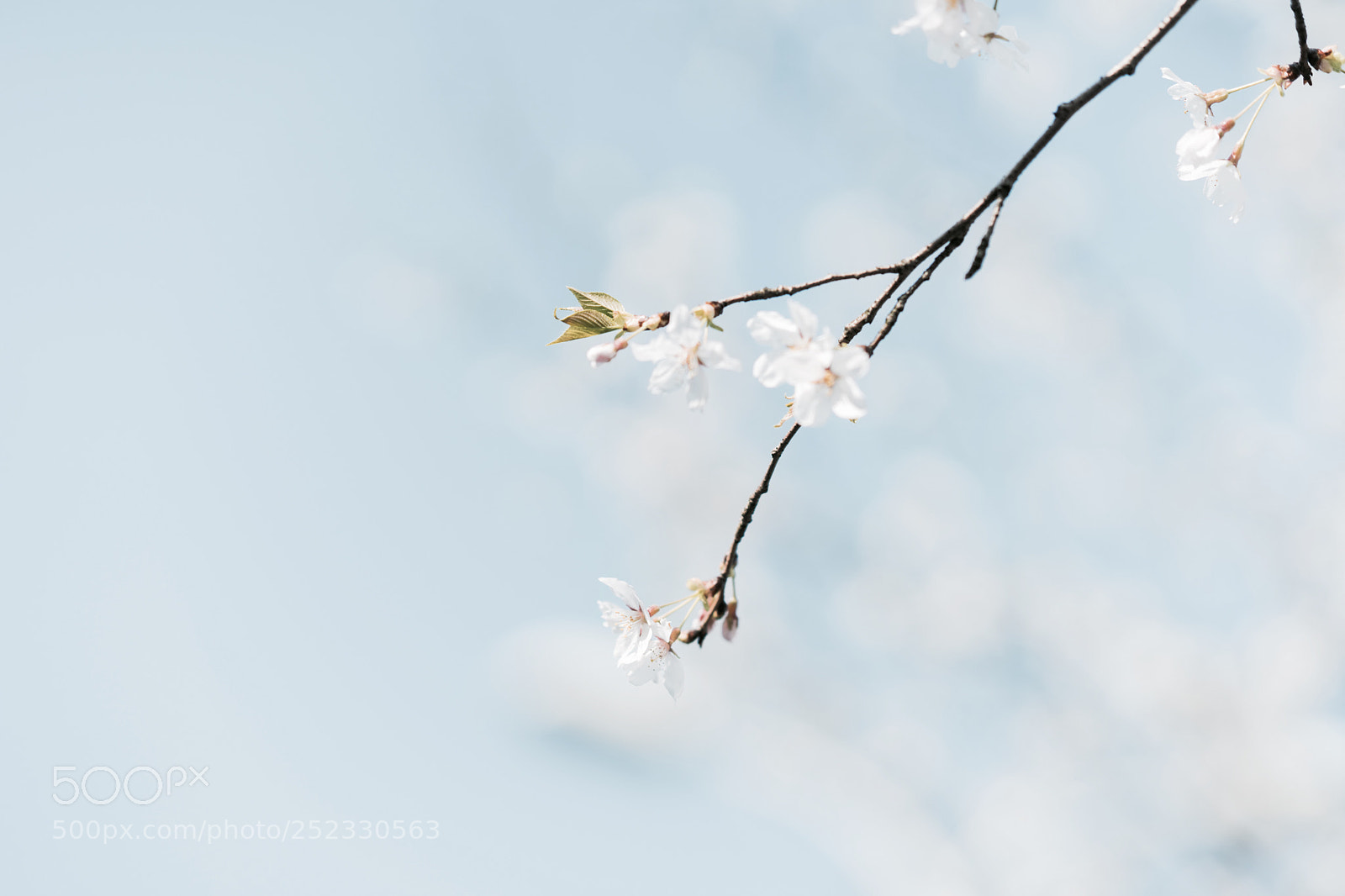 Sony a7 sample photo. Sakura-3 photography