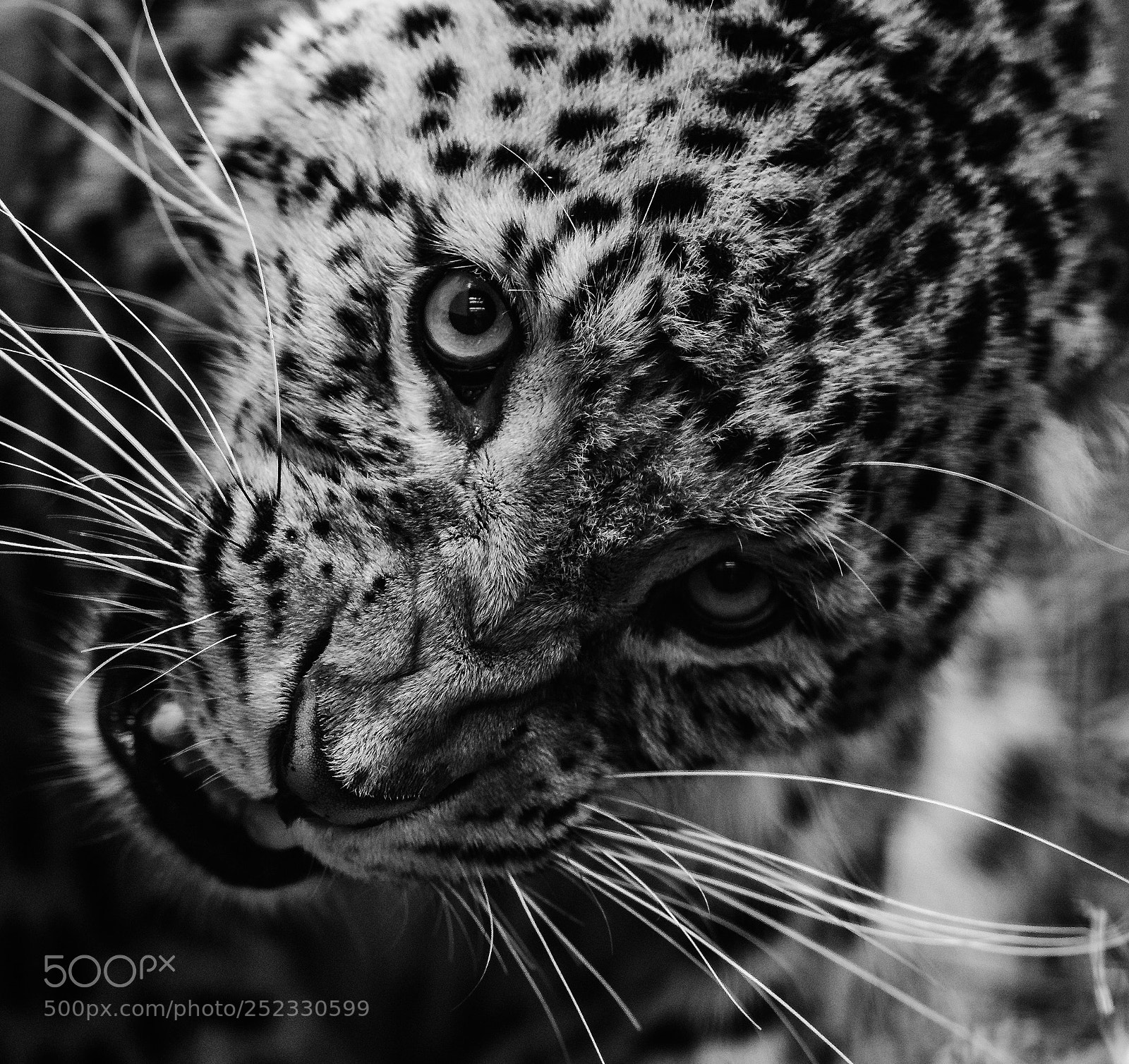 Nikon D5 sample photo. North chinese leopard b photography