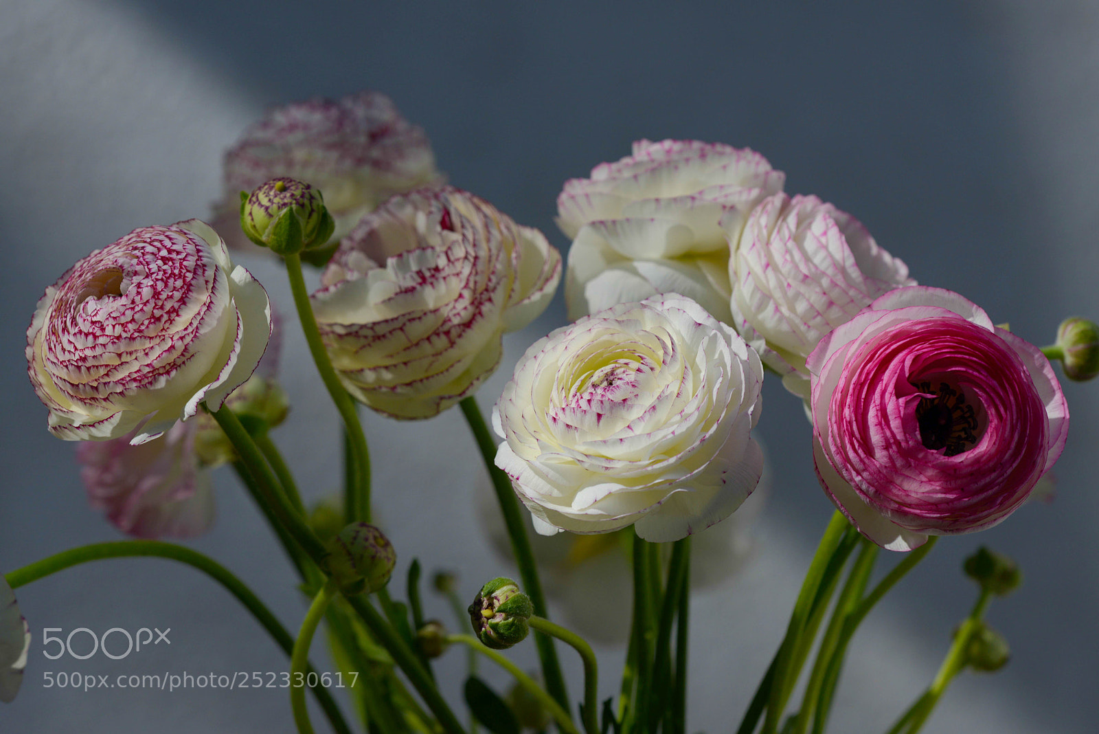 Nikon D800 sample photo. Blue light photography