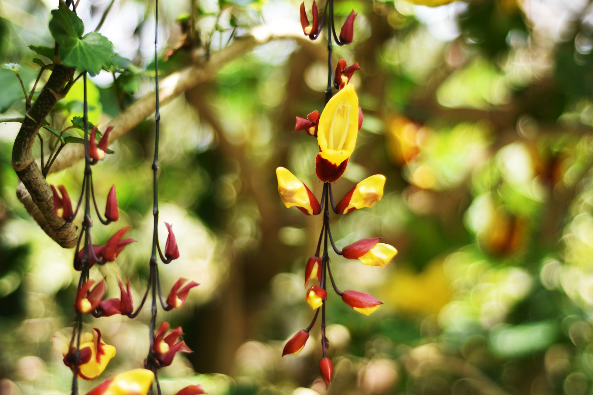 Nikon AF Nikkor 50mm F1.8D sample photo. 黄花老鸭嘴 photography