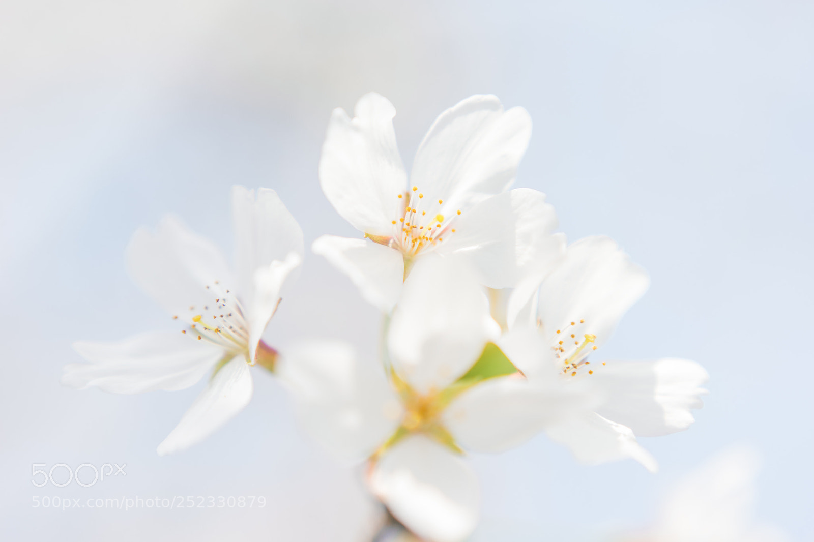 Sony a7 sample photo. Sakura-4 photography