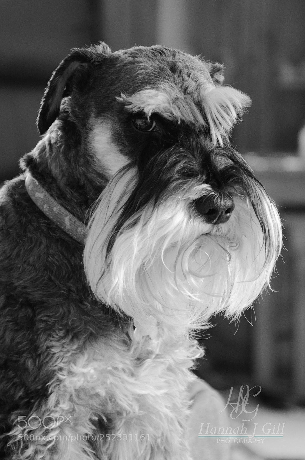 Nikon D7000 sample photo. Stinkeye photography