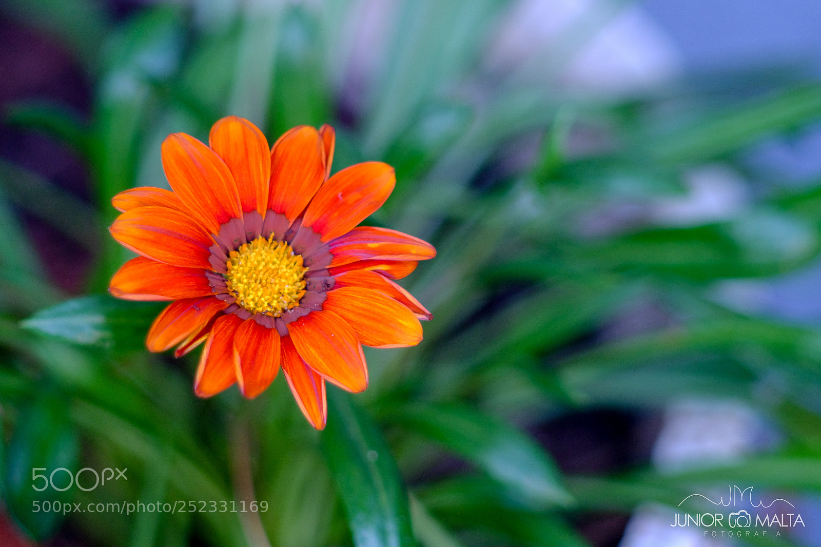 Fujifilm X-E2S sample photo. Bokeh photography