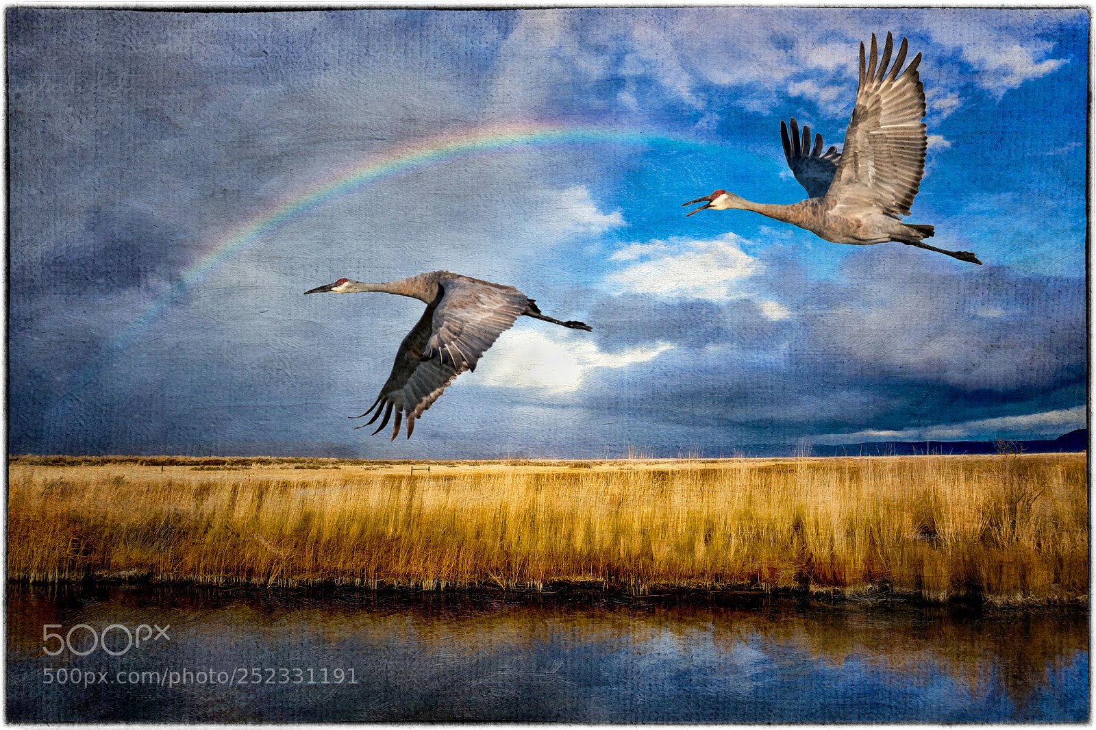 Canon EOS 7D Mark II sample photo. Cranes flying under a photography
