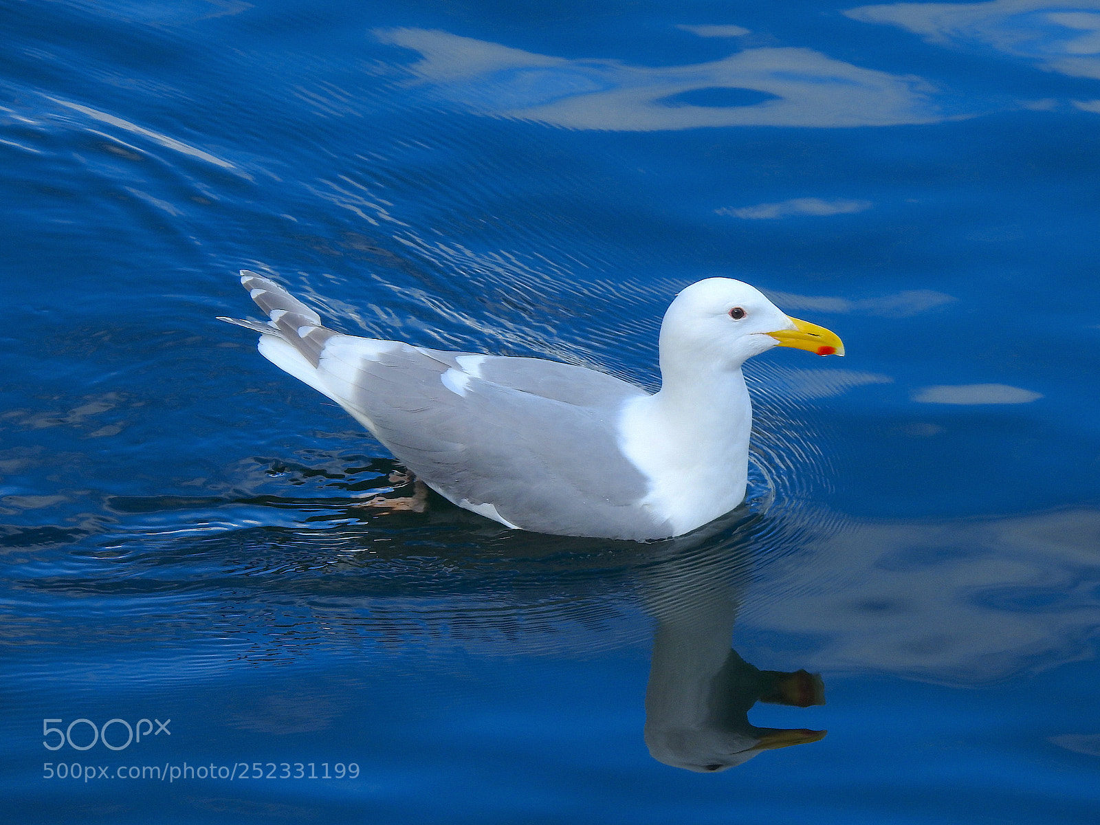 Nikon Coolpix P900 sample photo. Glaucous-winged gull photography