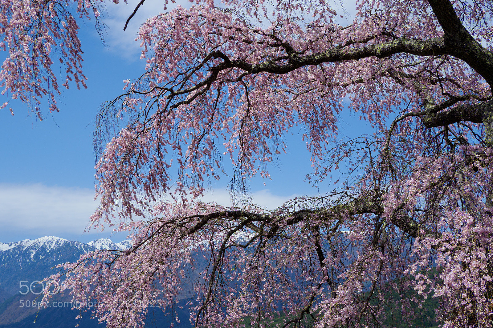 Olympus OM-D E-M1 Mark II sample photo. Spring photography