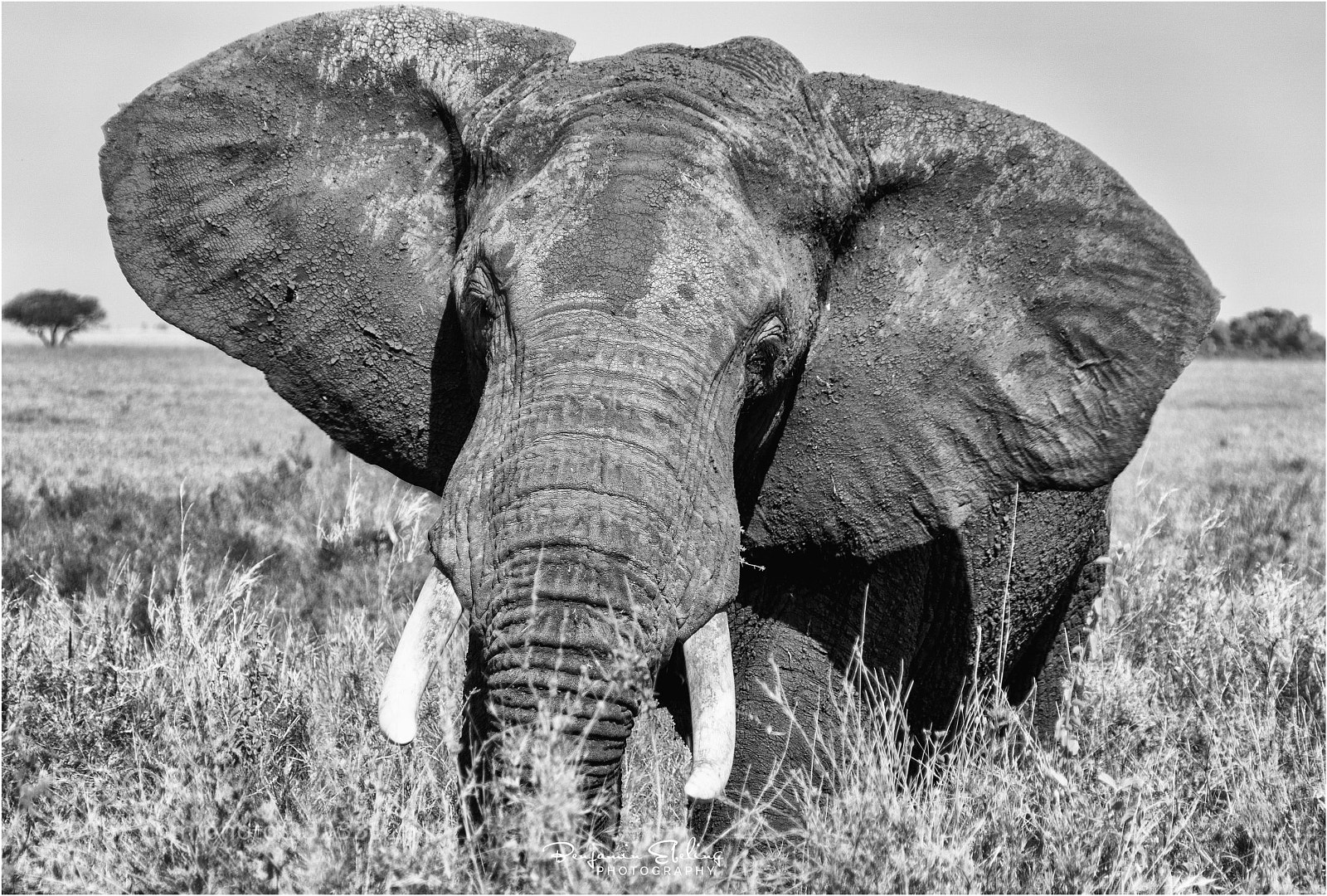 Sony ILCA-77M2 sample photo. ...what beautiful animals photography