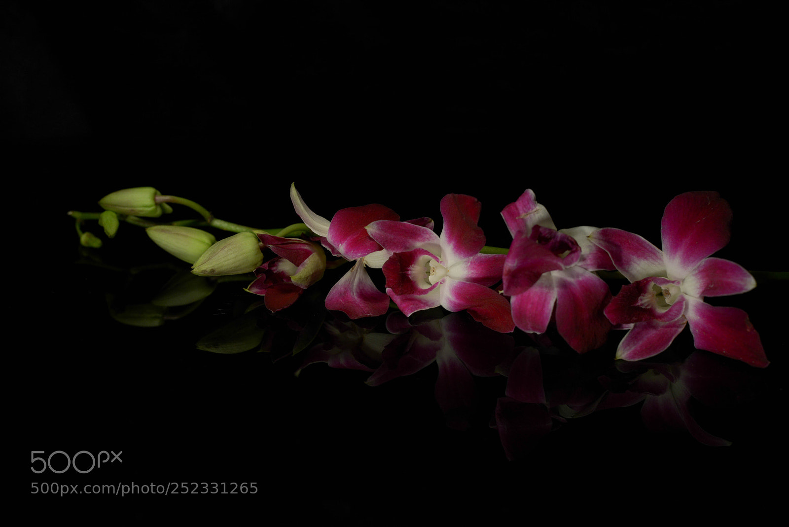 Nikon D800 sample photo. Orchidee photography