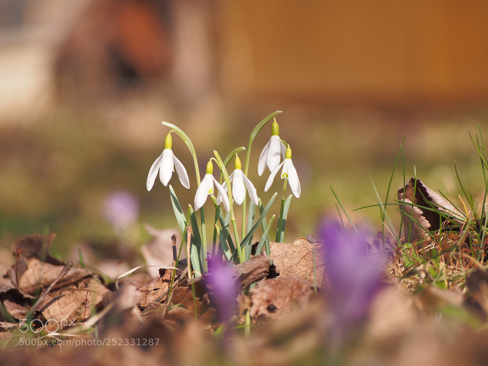 Olympus PEN E-PL5 sample photo. Snowdrops photography