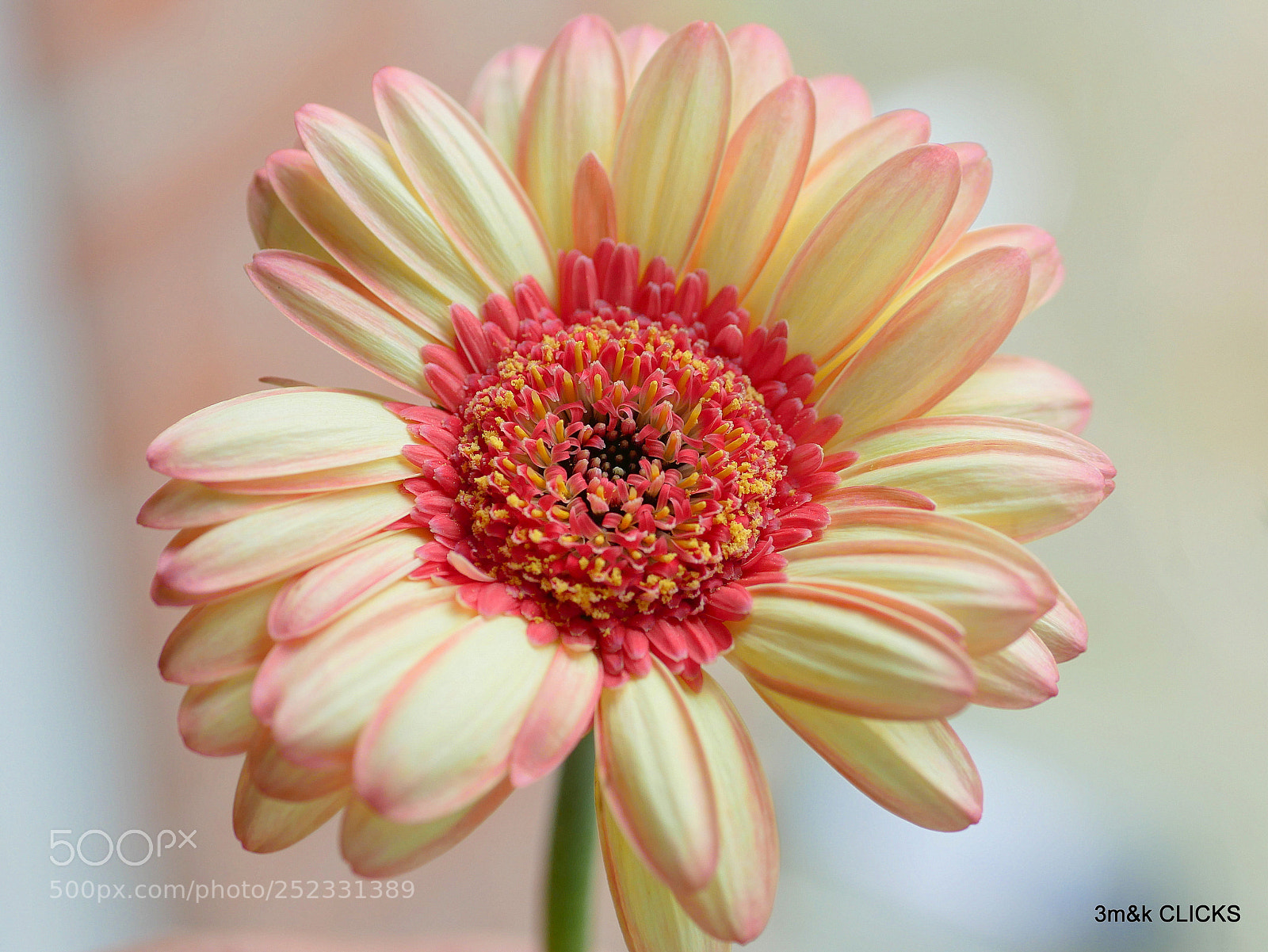 Panasonic Lumix DMC-G85 (Lumix DMC-G80) sample photo. Beauitiful flower... photography