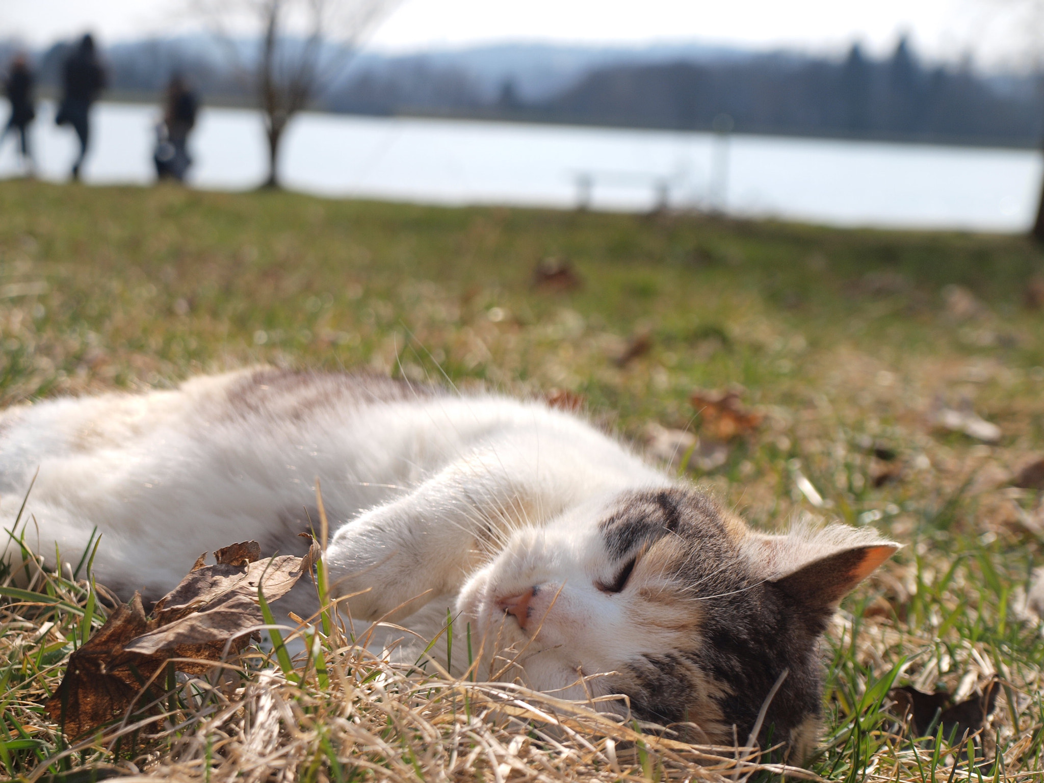 Olympus E-620 (EVOLT E-620) sample photo. 4# cattie cutie photography
