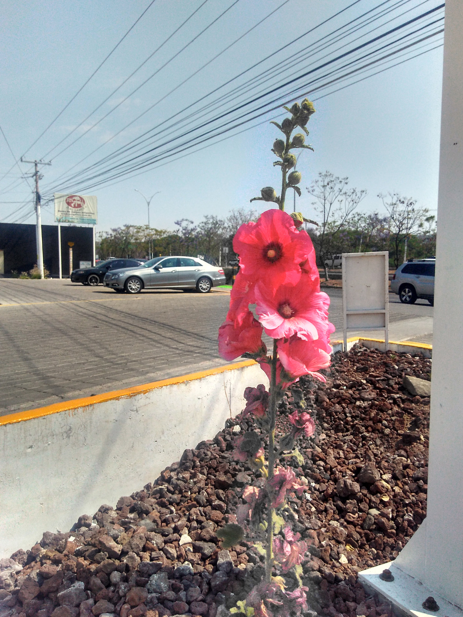 Motorola Moto G Play sample photo
