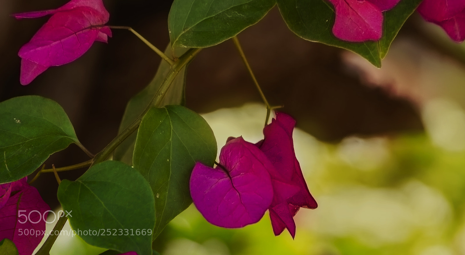 Canon EOS 7D sample photo. Flowers photography
