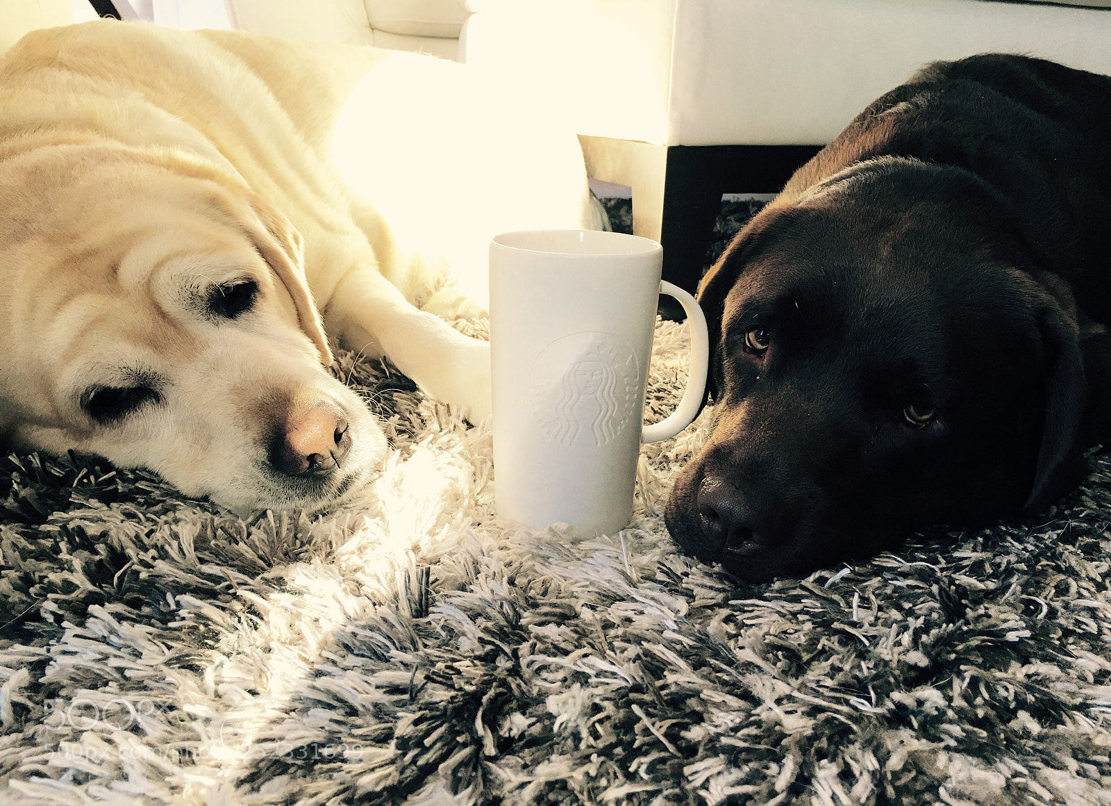 Apple iPhone 6s Plus sample photo. A labrador coffee morning photography