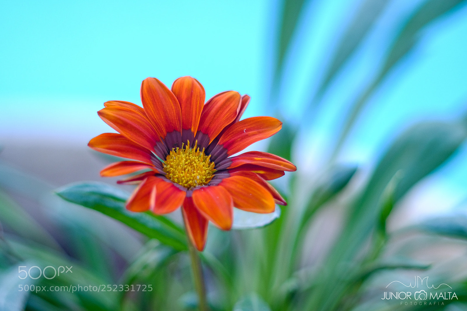 Fujifilm X-E2S sample photo. Bokeh photography