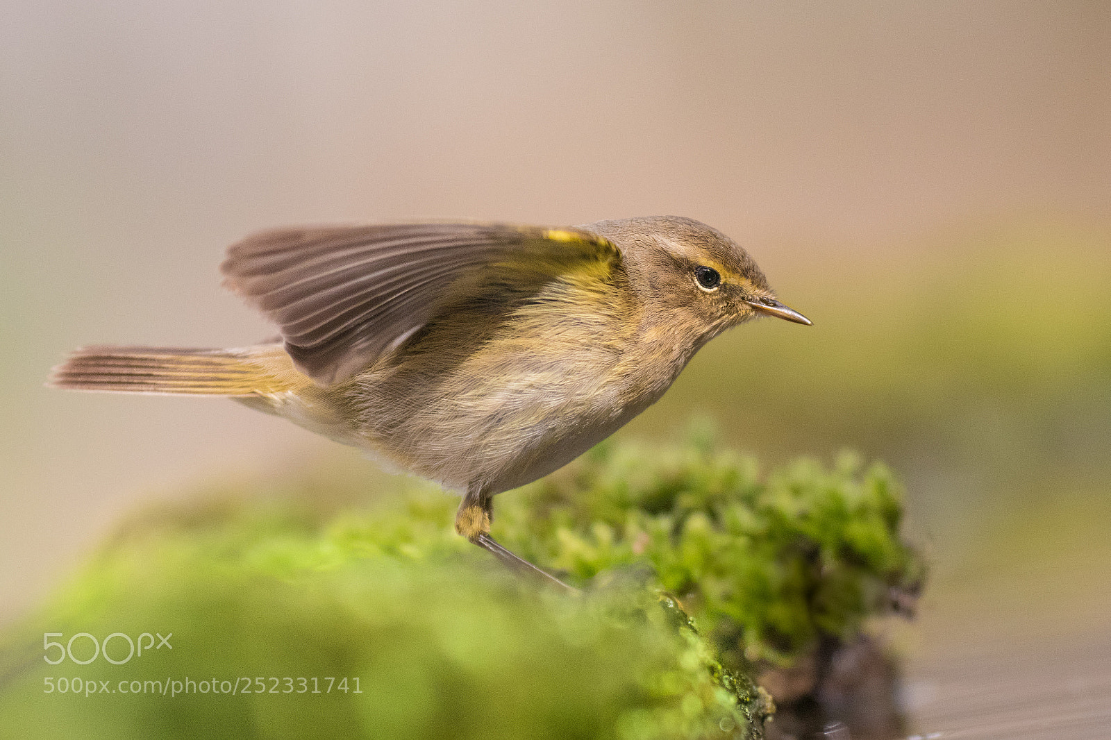 Canon EOS 80D sample photo. Willow warbler photography