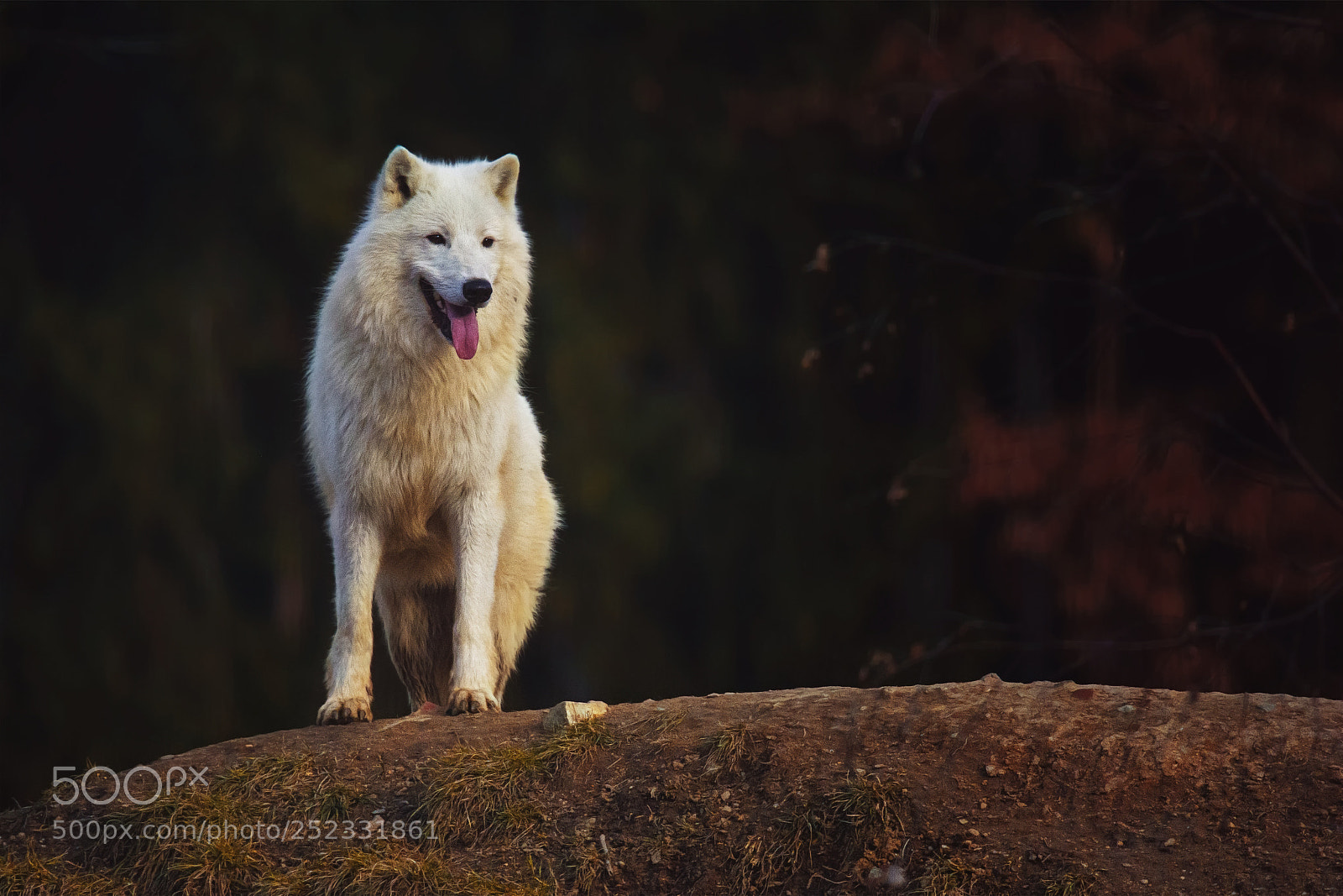 Nikon D7100 sample photo. Arctic wolf photography