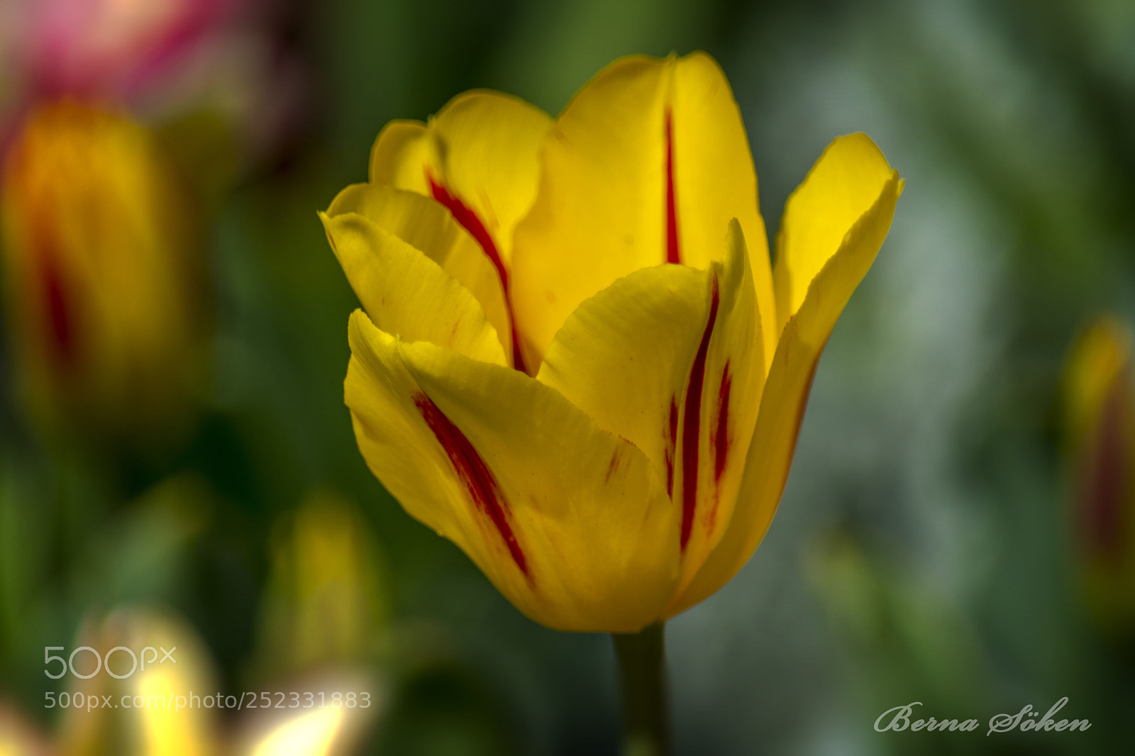 Nikon D5500 sample photo. Harmony of colours photography