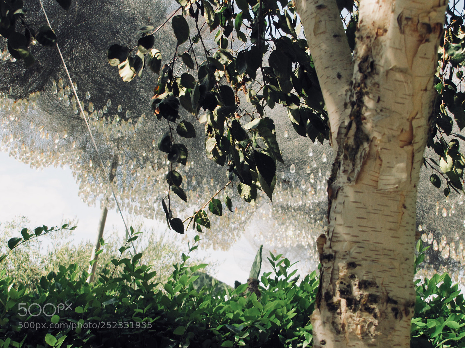 Canon PowerShot SX20 IS sample photo. A garden photography