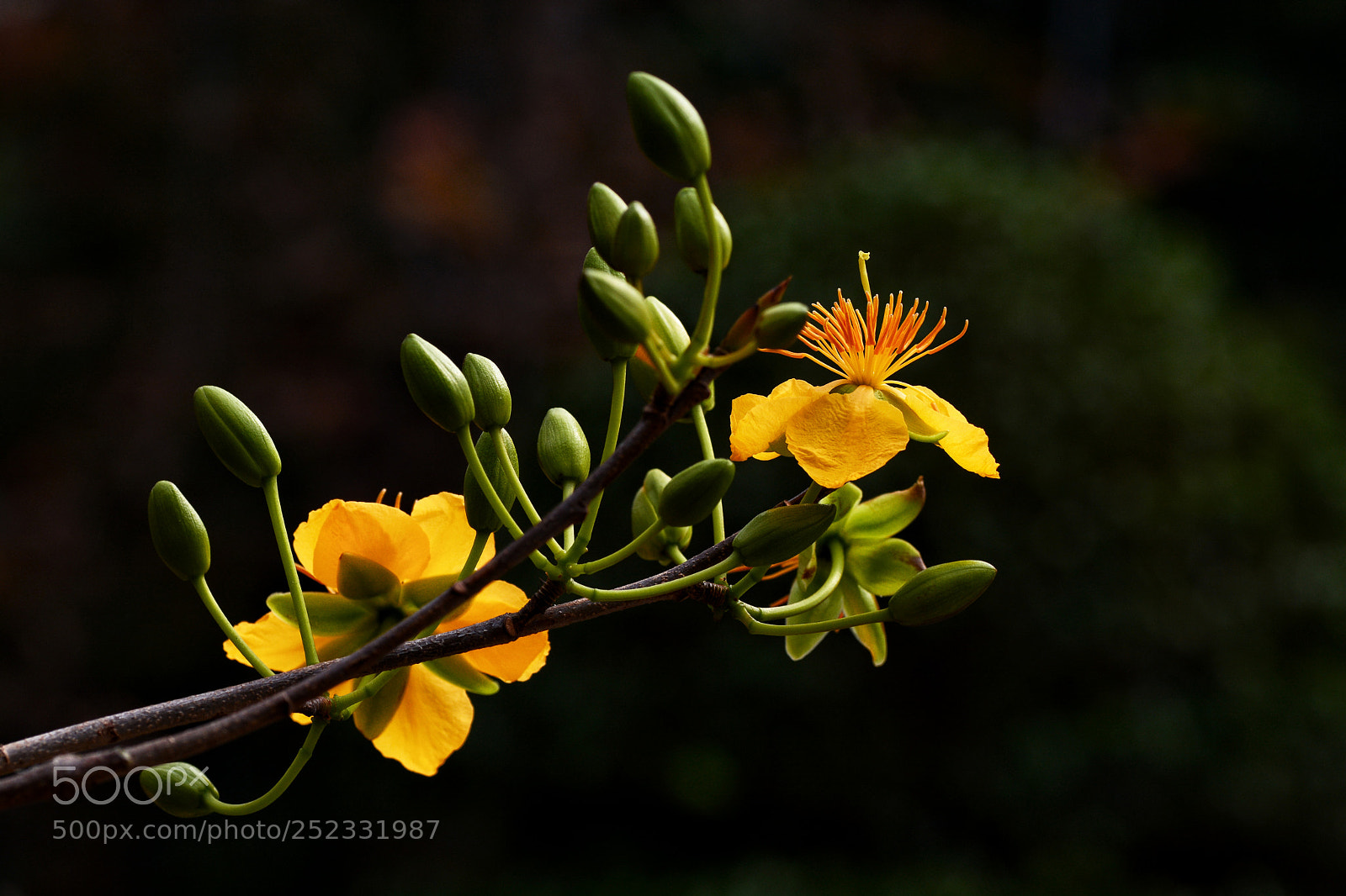 Nikon D7100 sample photo. Cnkcchcdnnc photography