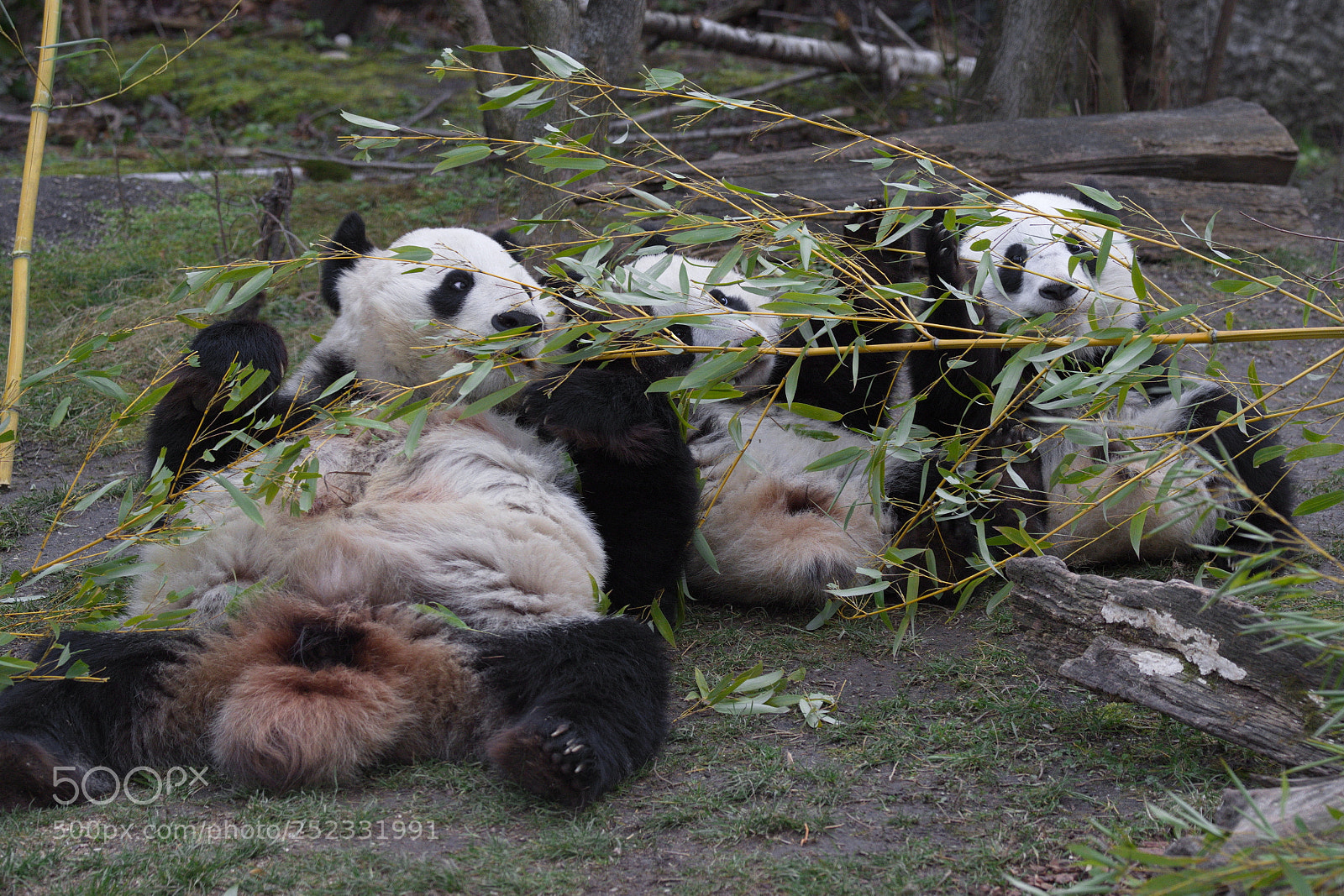 Nikon D4S sample photo. Panda family photography