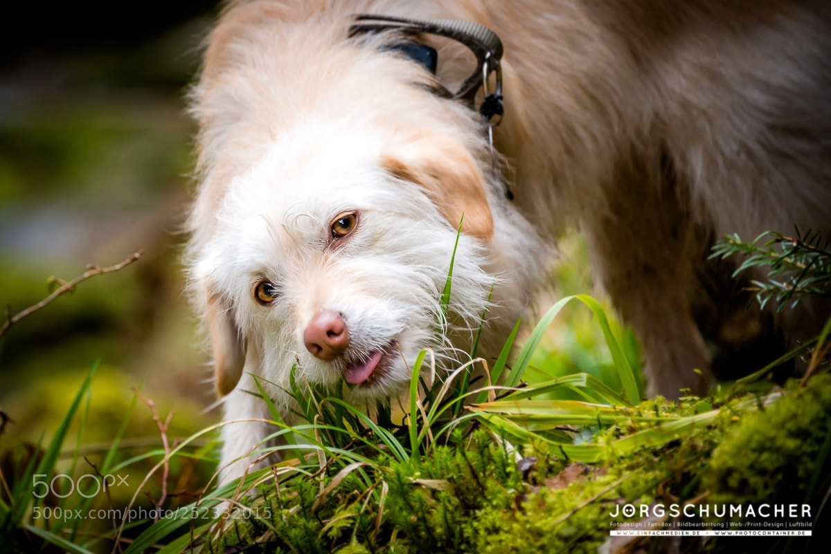 Nikon D800 sample photo. Hund | dog photography