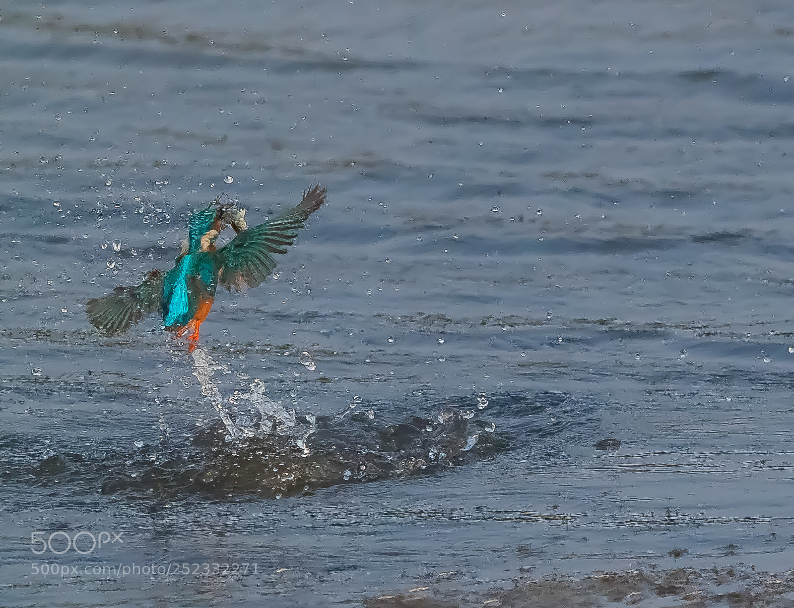 Canon EOS 500D (EOS Rebel T1i / EOS Kiss X3) sample photo. Common kingfisher with fish photography