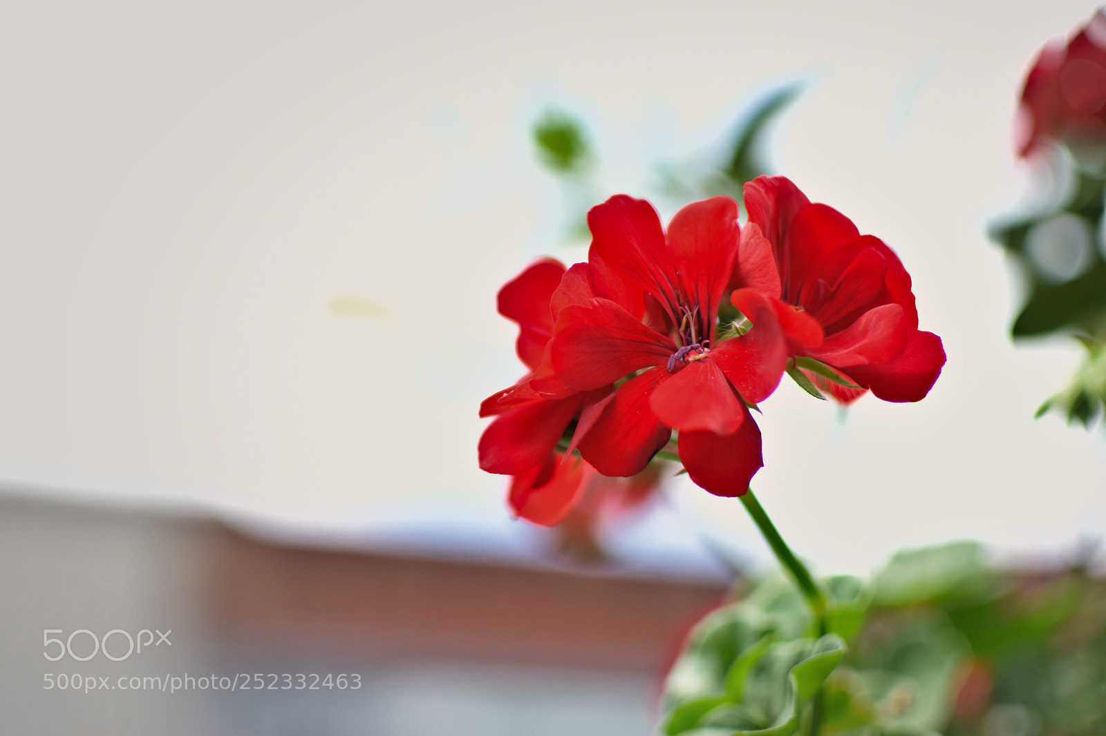 Nikon D3300 sample photo. Flowers photography