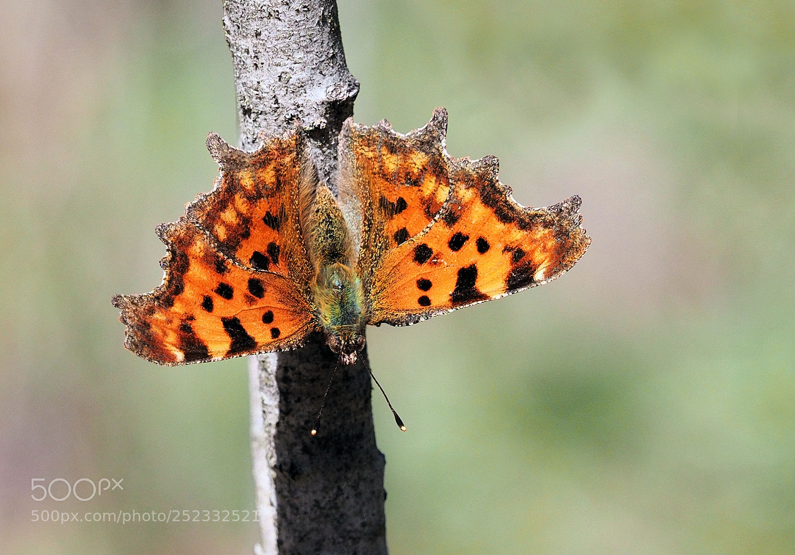 Olympus OM-D E-M1 Mark II sample photo. C falter (polygonia c-album) photography