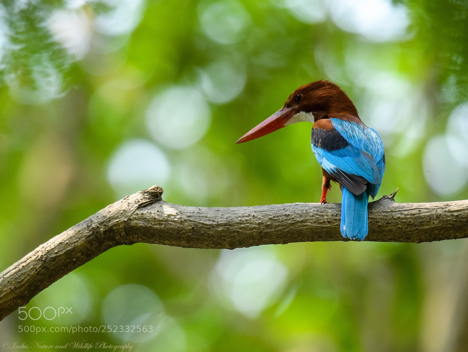 Nikon D500 sample photo. White breasted kingfisher  photography