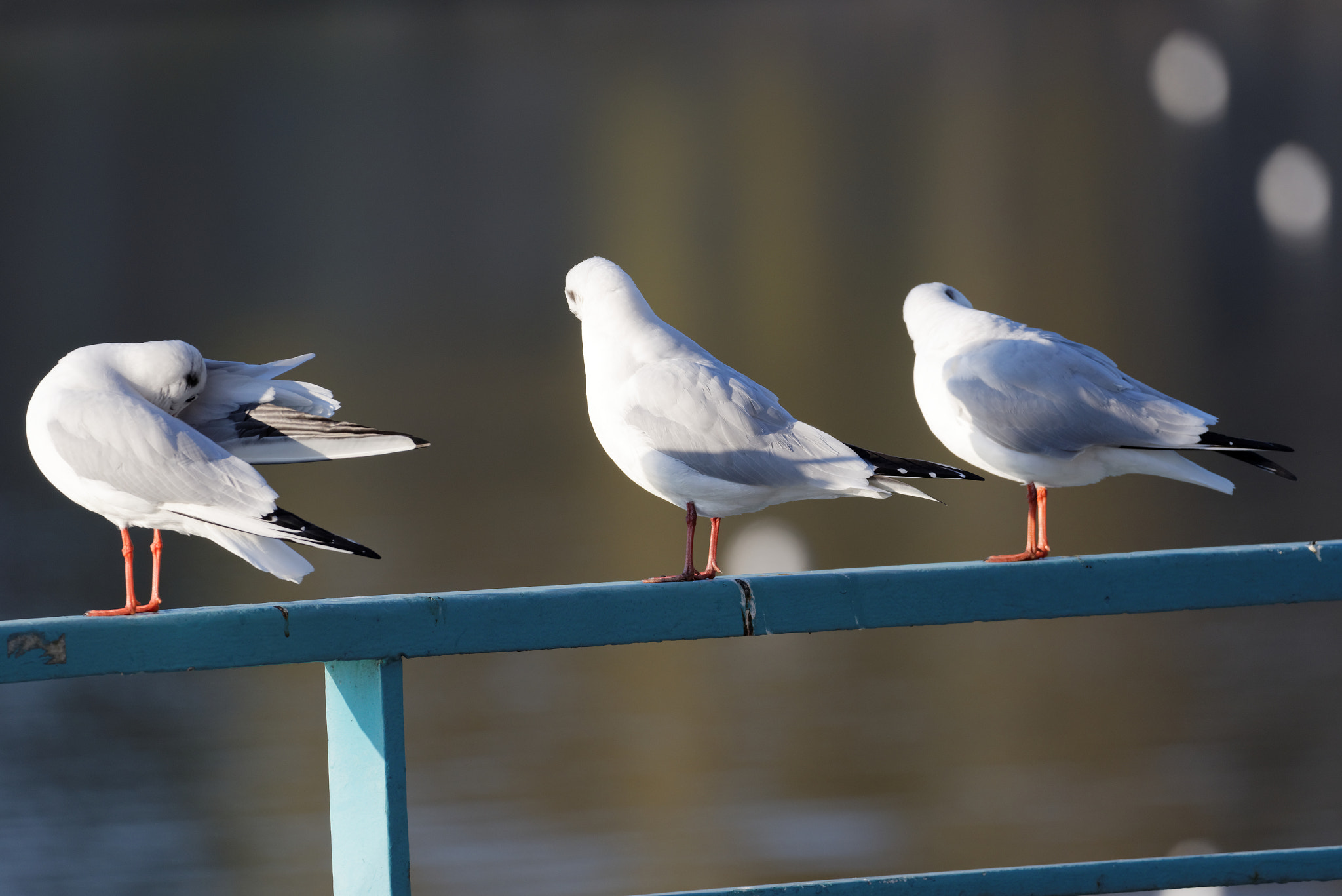 Sigma 150-600mm F5-6.3 DG OS HSM | C sample photo. No seen heard nothing i will not say anything photography