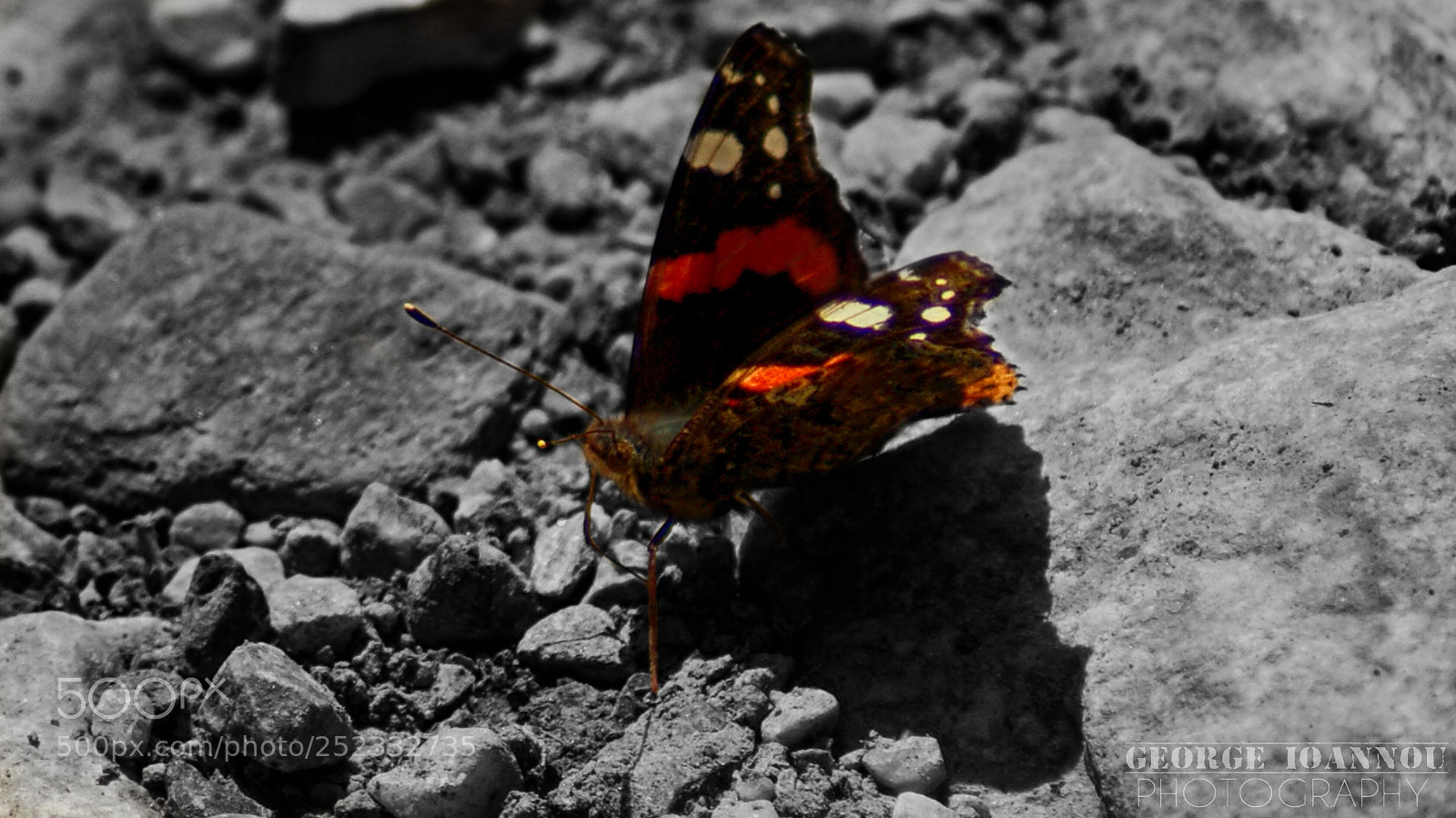 Sony Alpha DSLR-A200 sample photo. Wings of a butterfly photography
