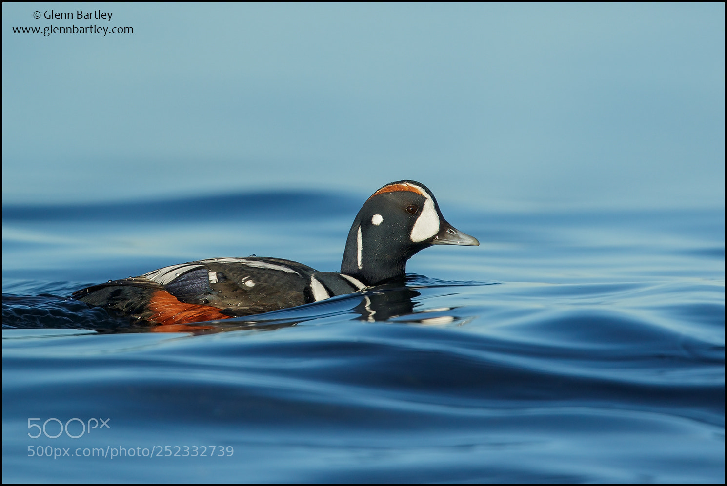 Canon EOS 7D Mark II sample photo. Harlequin duck (histrionicus histrionicus) photography