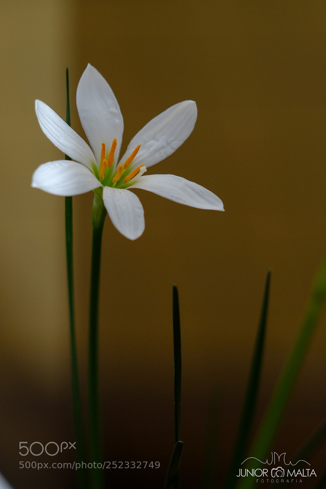 Fujifilm X-E2S sample photo. Bokeh photography