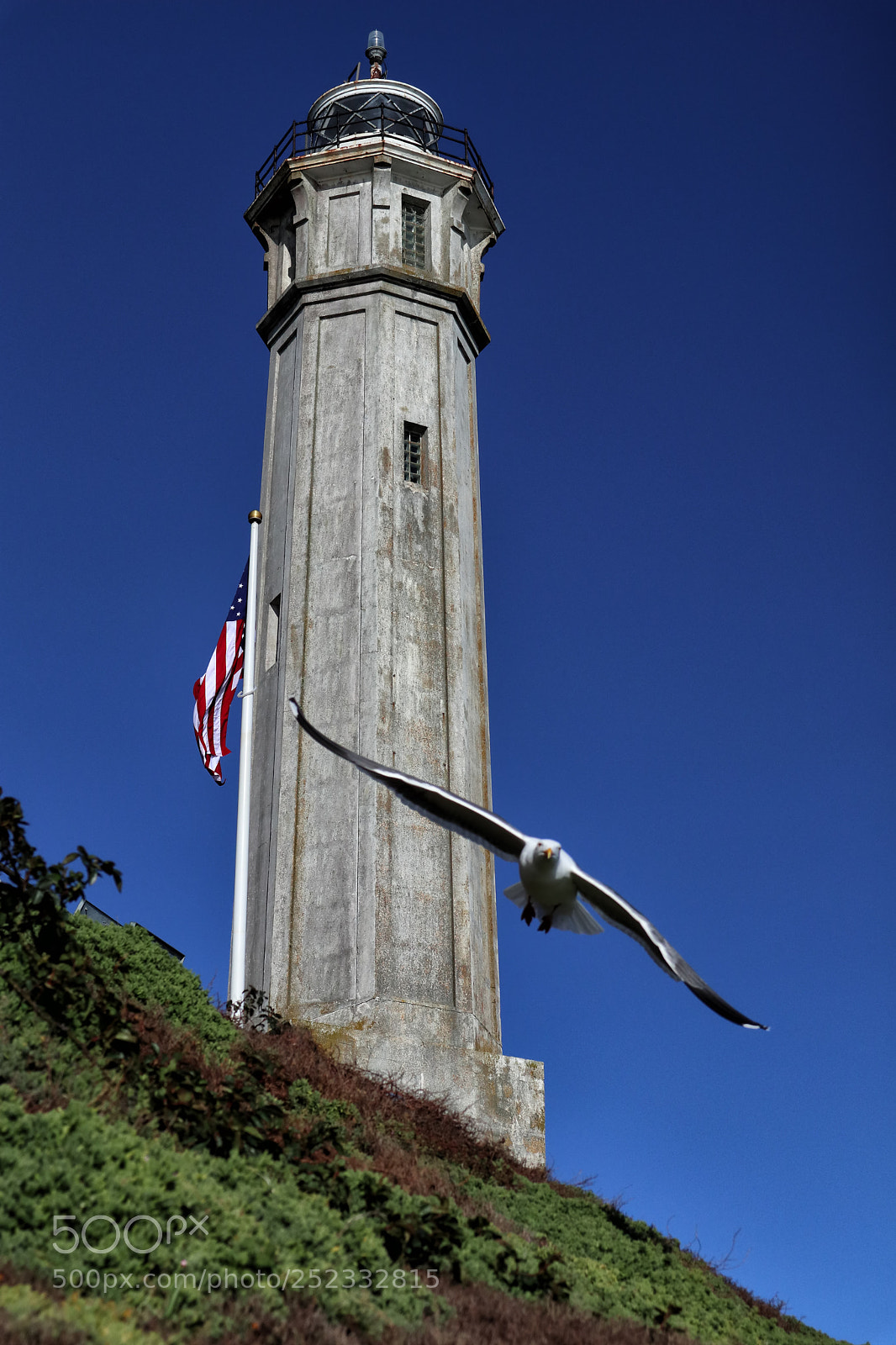 Canon EOS M6 sample photo. Seagull defending alcatraz lighthouse photography