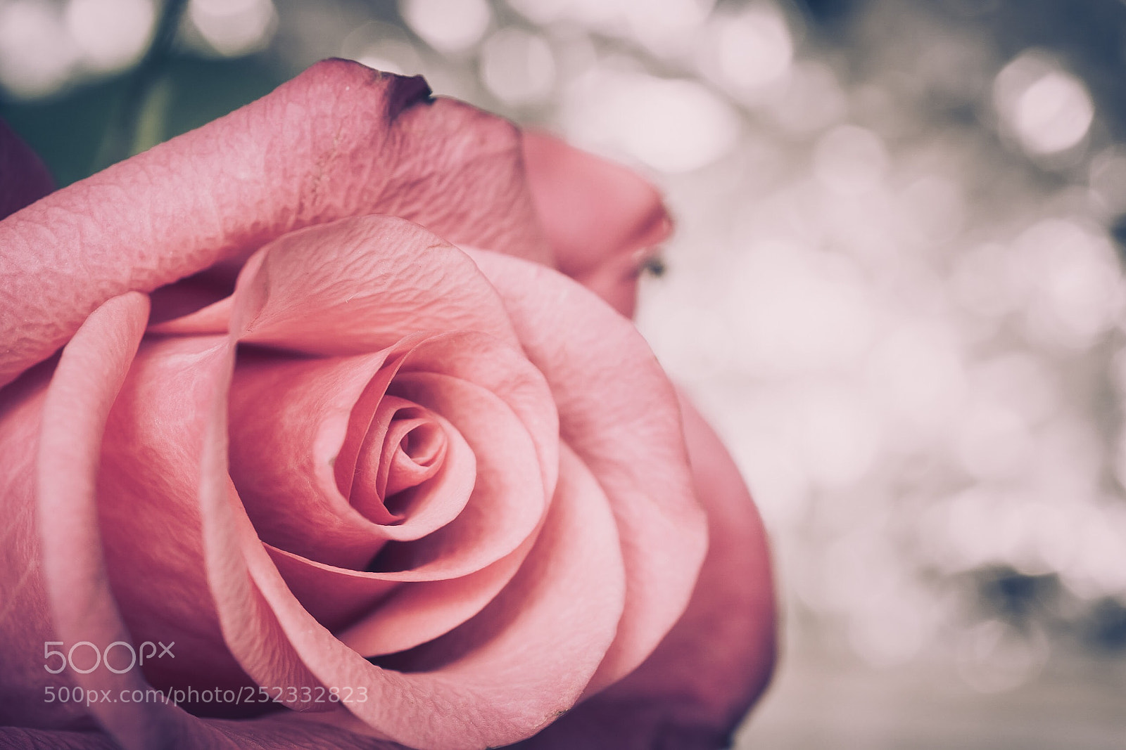 Sony a6000 sample photo. Pink and bokeh photography