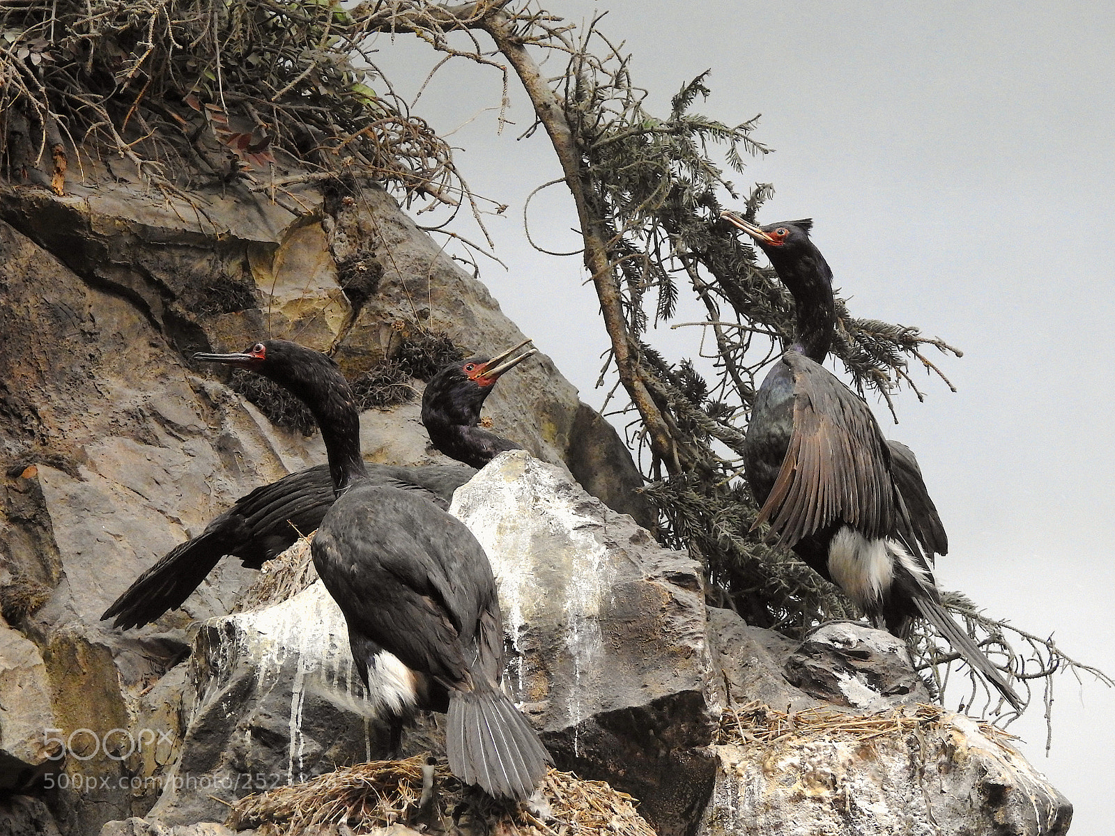 Nikon Coolpix P900 sample photo. Pelagic cormorant photography