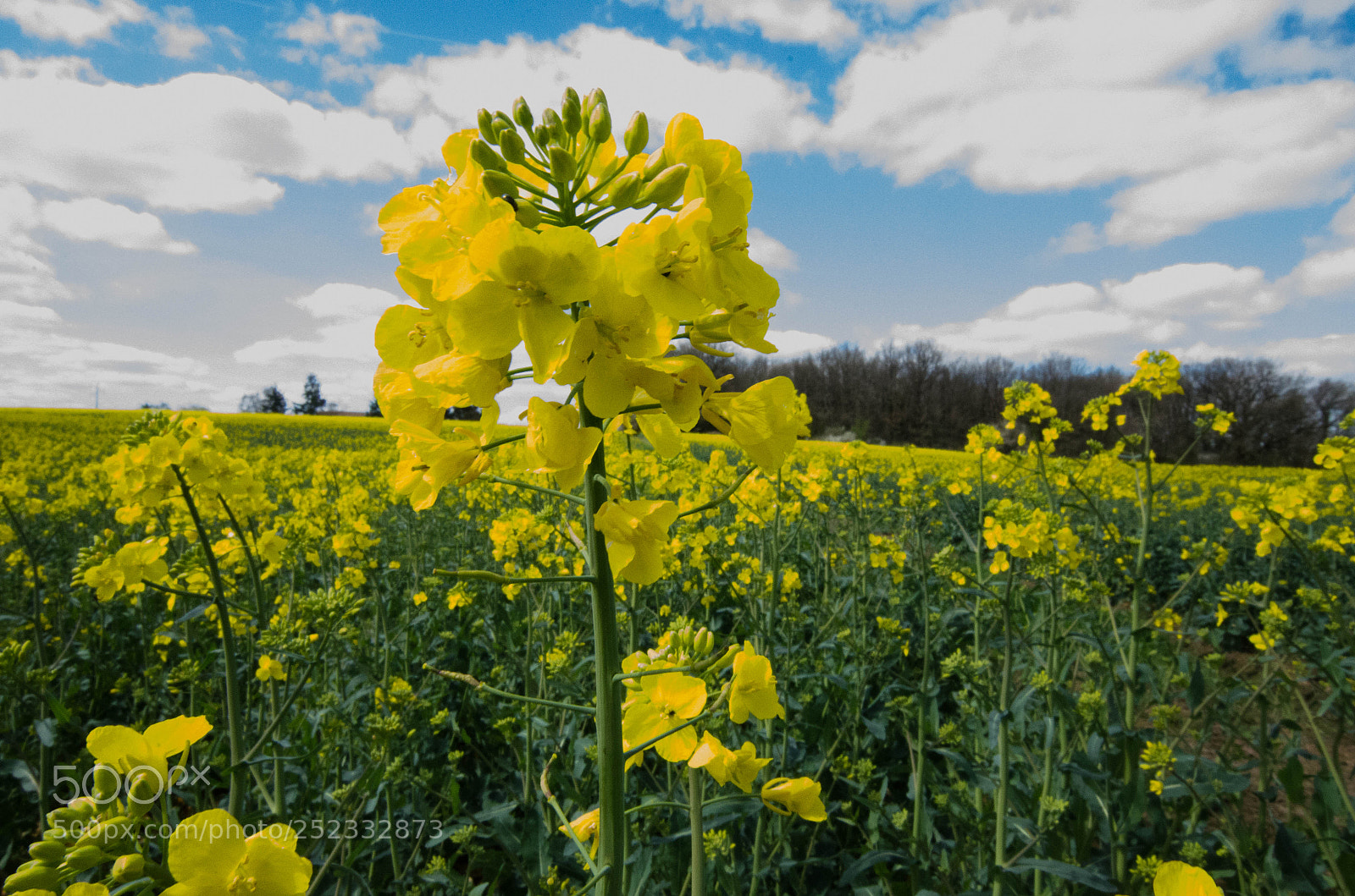 Nikon D7000 sample photo. Rapeseed field photography